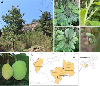 The genetic structure and demographic history revealed by whole-genome resequencing provide insights into conservation of critically endangered Artocarpus nanchuanensis